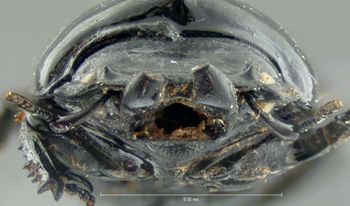 Media type: image;   Entomology 25913 Aspect: head frontal view